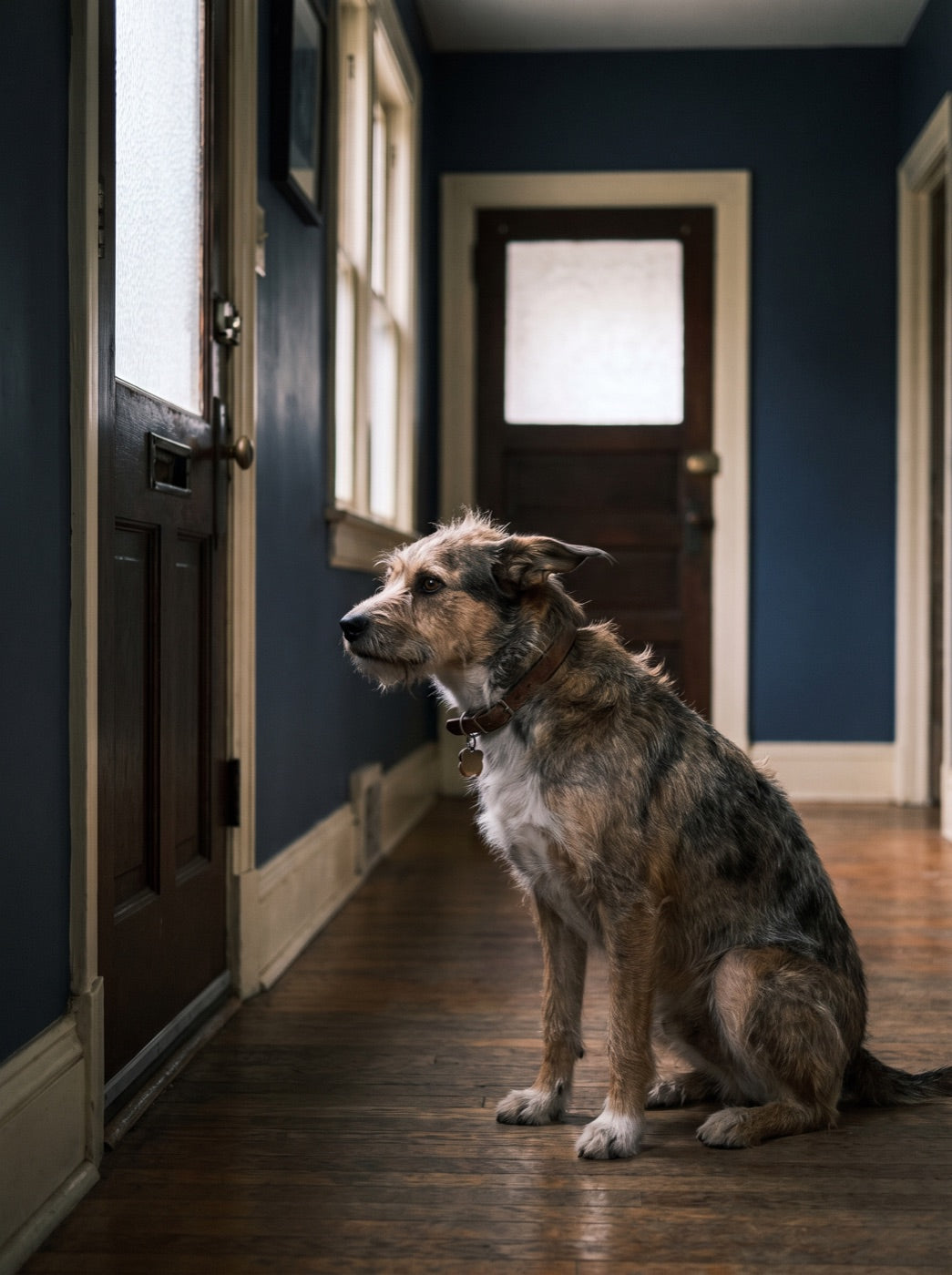Anxious rescue dog waiting by the front door